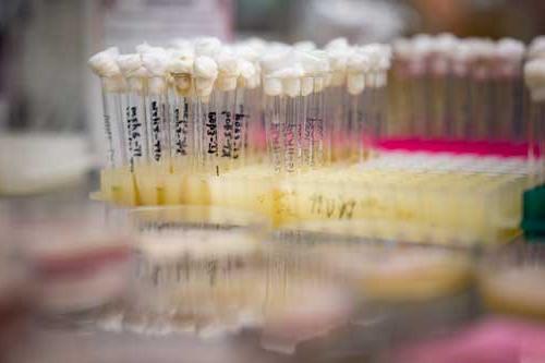 dozens of glass test tubes labeled with Sharpie and topped with cotton balss